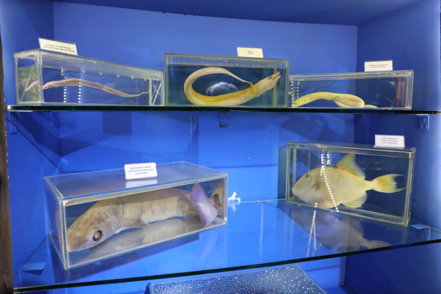  Deniz Biyoloji Müzesi’ndeki Balıklar Yenilenecek