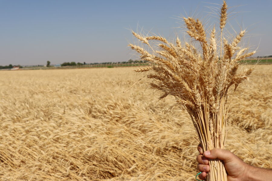  Halk Ekmeğin Buğdayı Şanlıurfa Büyükşehir’den