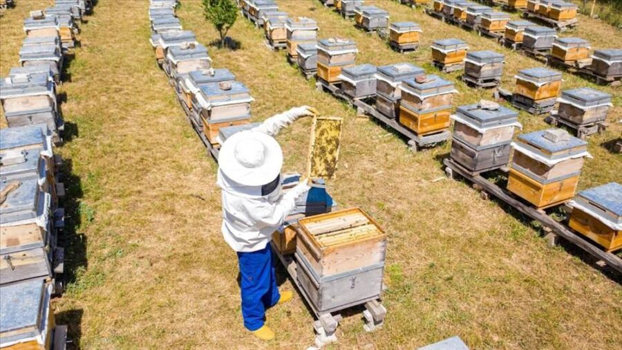 Arı Yetiştiricilerine Arı Kovanı Dağıtılacak