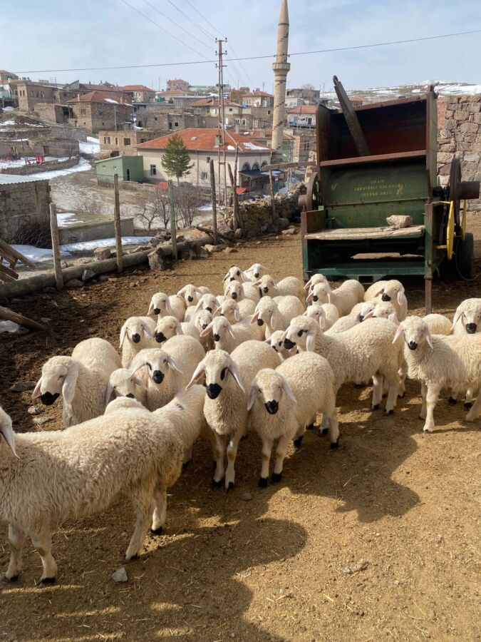 Koyunlar Artıyor, Meralar Şenleniyor Projesi Besiciye Umut Oldu