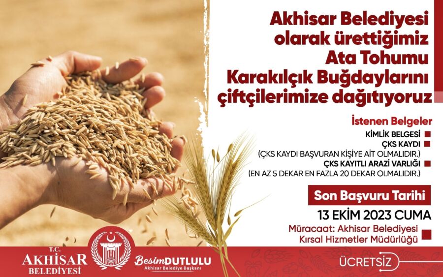  Akhisar’da Çiftçiye Ücretsiz Ata Tohumu Karakılçık Buğdayı Desteği