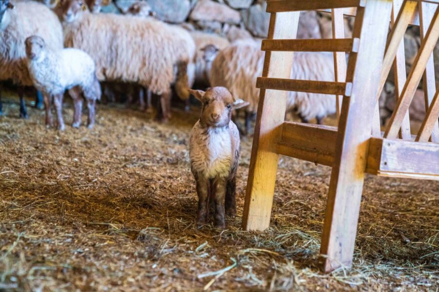  Kaçeli Koyunlarının İlk Yavruları Olivelo’da Gözlerini Açtı