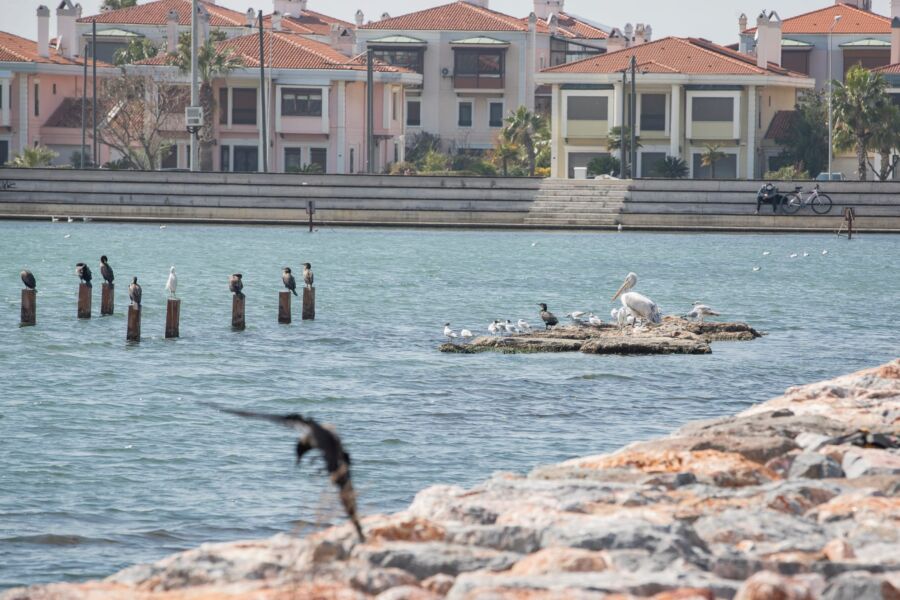  İzmir Flamingo Doğa Parkı Yıl İçerisinde Açılacak