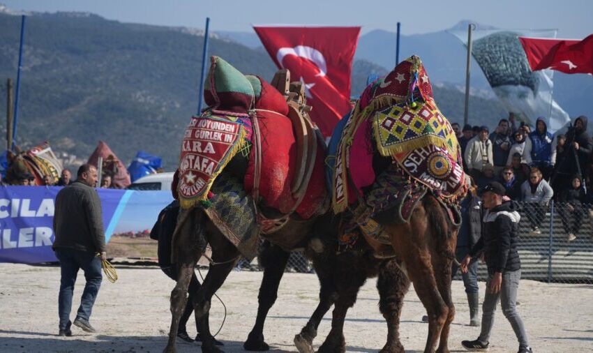  Milas Deve Güreşi Yoğun Katılımla Gerçekleşti